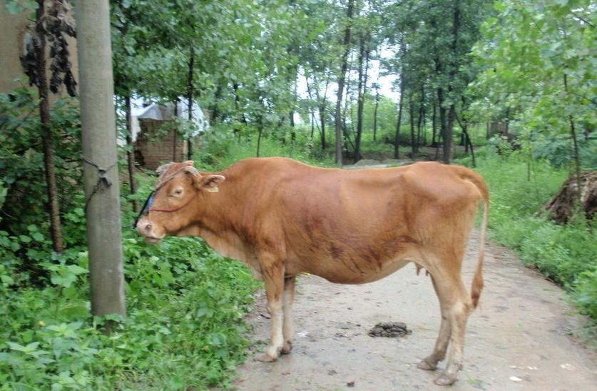 楚雄最新求一个套医保卡的黄牛是真的吗方法分析(最方便真实的楚雄求一个套医保卡的黄牛是真的吗还是假的方法)